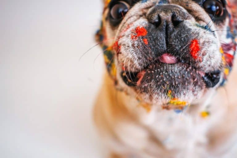 Safety Tips: Interior Painting and How to Do It with Your Dog