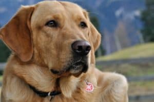 Dog 548617 1920