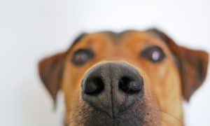 Dog 838242 1920