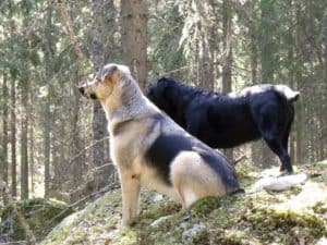 German Shepherd 7772 1920