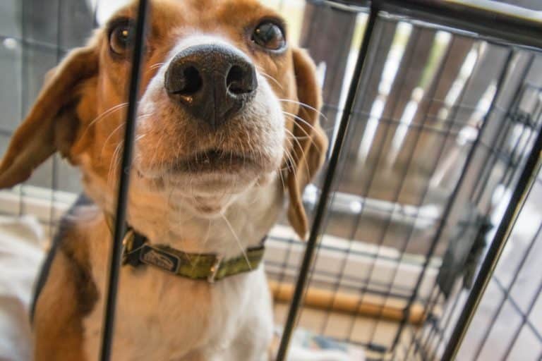 How to Choose Indoor Dog Kennels for Your Home