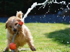 Dog 1310545 1920