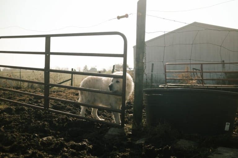 5 Hardworking Dog Breeds for Life on the Farm