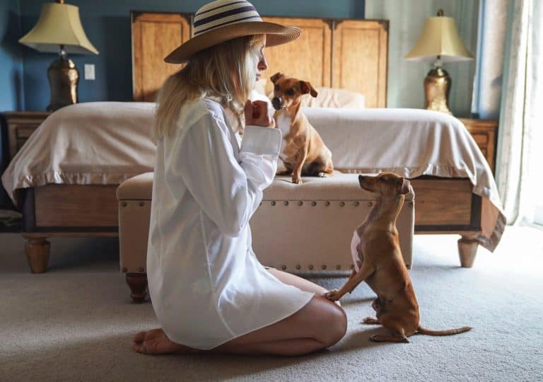 Tips for Renting a Dog-Friendly Apartment