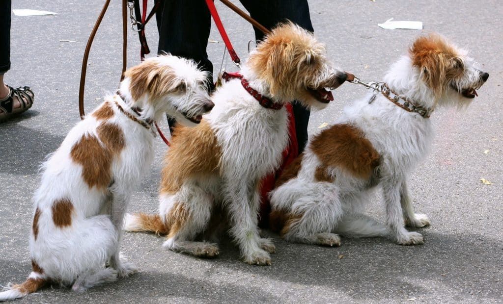 Simonpereledog