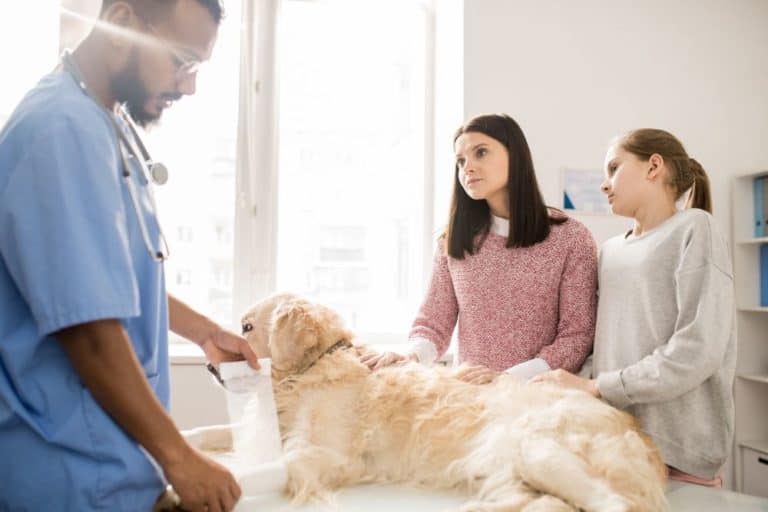 How to Improve Your Dog’s Recovery from Injury