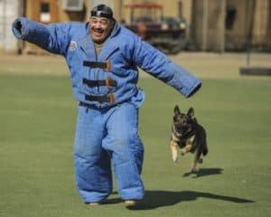 Dog 663393 1920