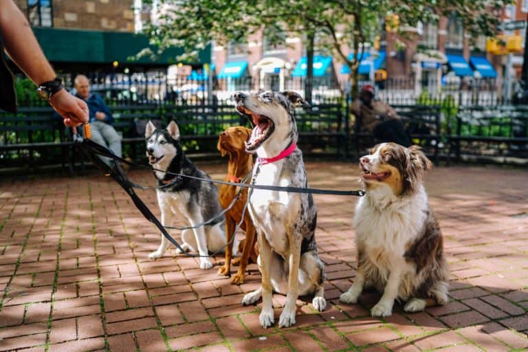How setting boundaries makes a better dog