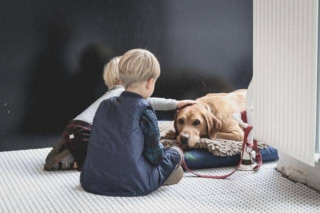 Dos and Don’ts You Should Follow to Keep Your Dog Safe from Fleas