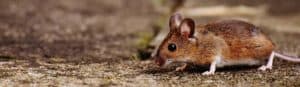 Mouse 1708379 1920