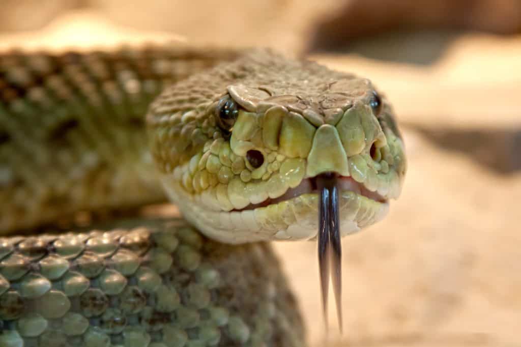 Rattlesnake 653642 1920