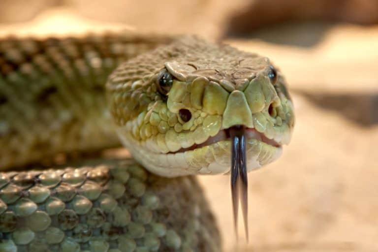 How to keep your dog safe from snakes this summer