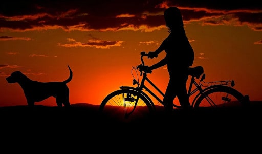 Traveling with a Dog in a Post COVID-19 World