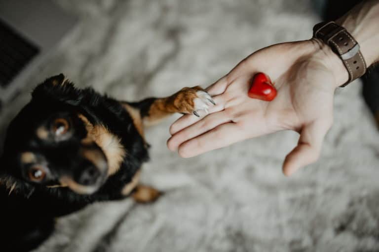 Benefits and Uses of Dog Supplements
