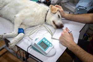 Veterinary 4940425 1920