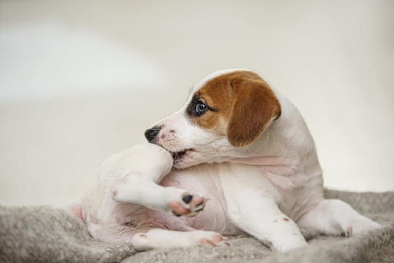 WINPRO Allergy | The One Dog Supplement for Itching
