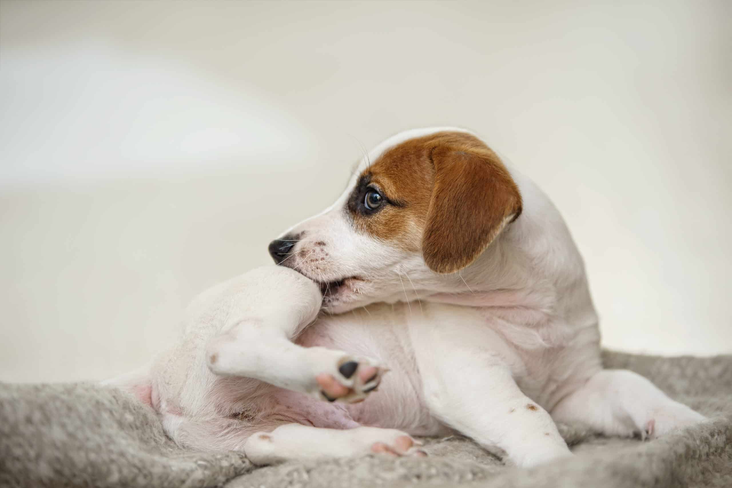 Dog scratching itchy skin — guide to the best supplements