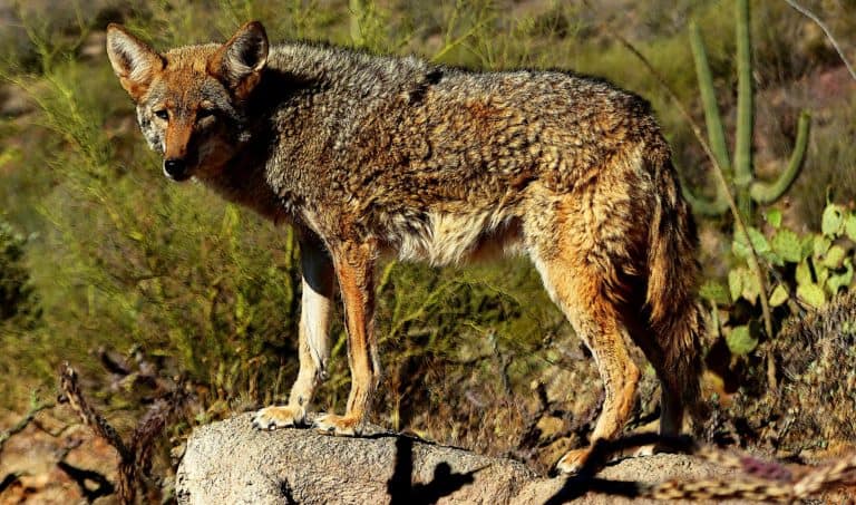 Do Coyotes Vests Work? Are They Necessary for Your Dog?