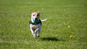 Animal Animal Photography Animal Portrait Ball 422220 1595973234