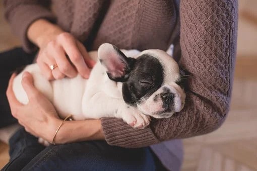 Effective Dog Training Tips & Tricks to Help You with a New Puppy