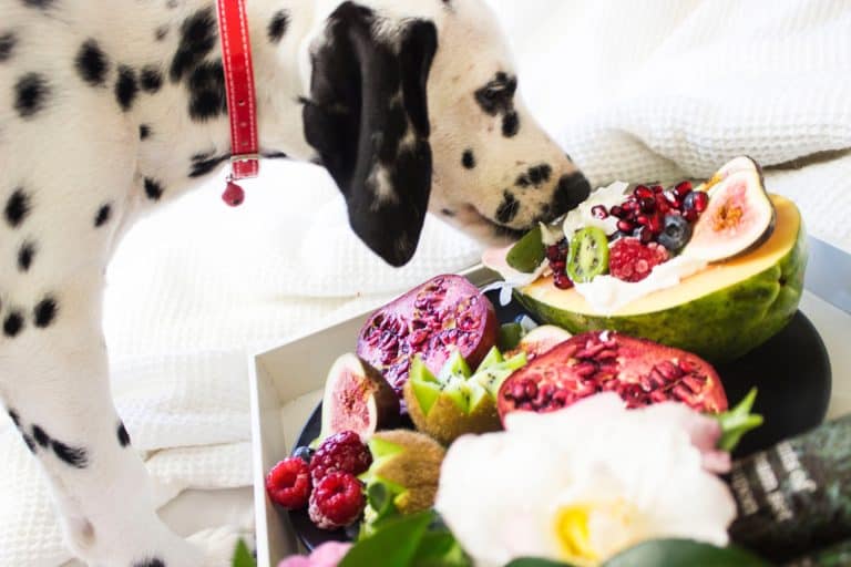 Why is Fiber Important for your Dog or Cat’s Diet?