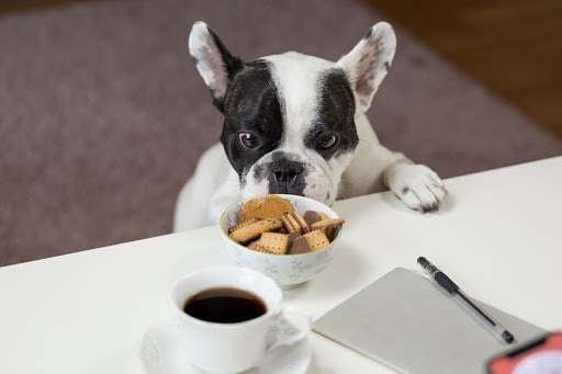 Dog Food Trends For 2021