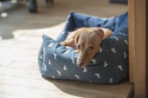 Dog 1416483 1920