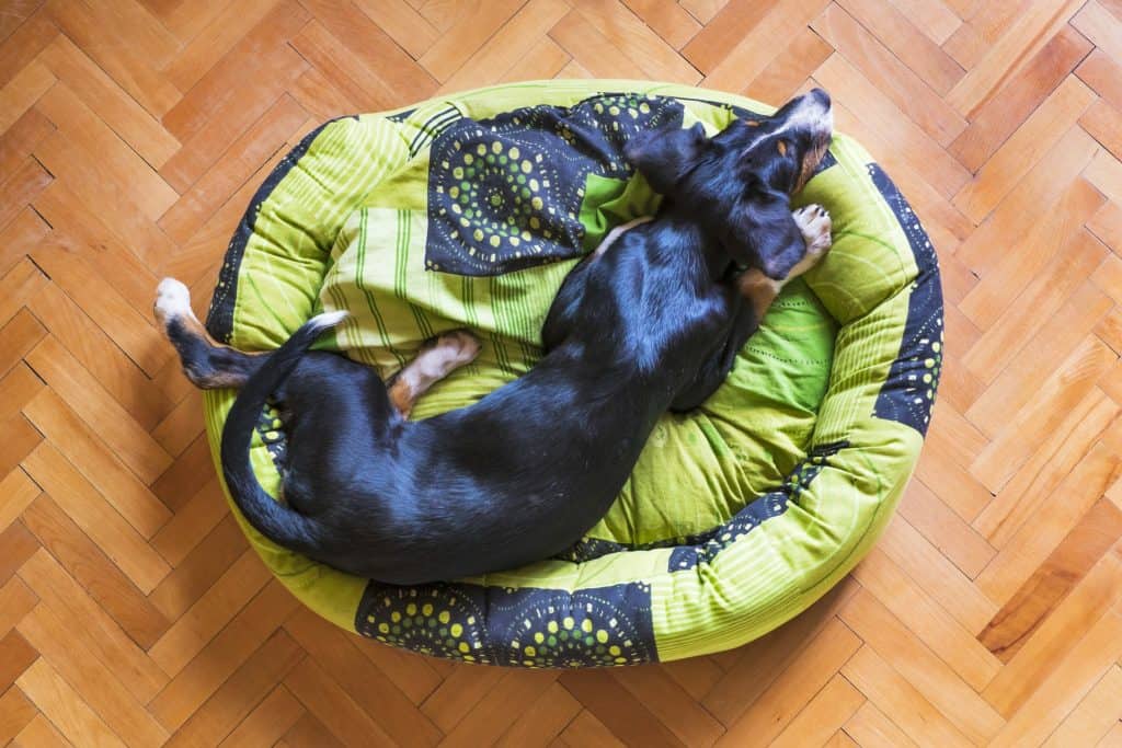 Dog Sleeping 5216758 1920