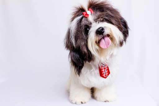 Dog Instagram Captions You Should Use on Your Next Post