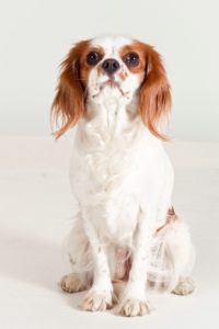 Dog 1272852 1920