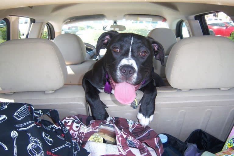 Keeping your car clean with dogs