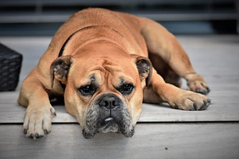 Dog and Cat Constipation – When Should Pet Owners Be Worried?