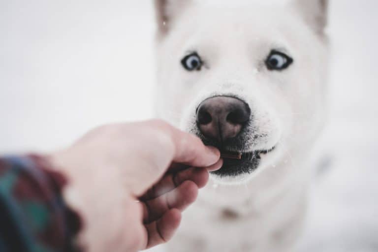 Healthy Halloween Dog Treat Ideas for Your Overweight Dog