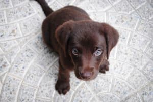 Puppy 1082141 1920