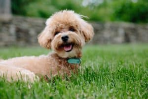 Puppy 3979350 1920