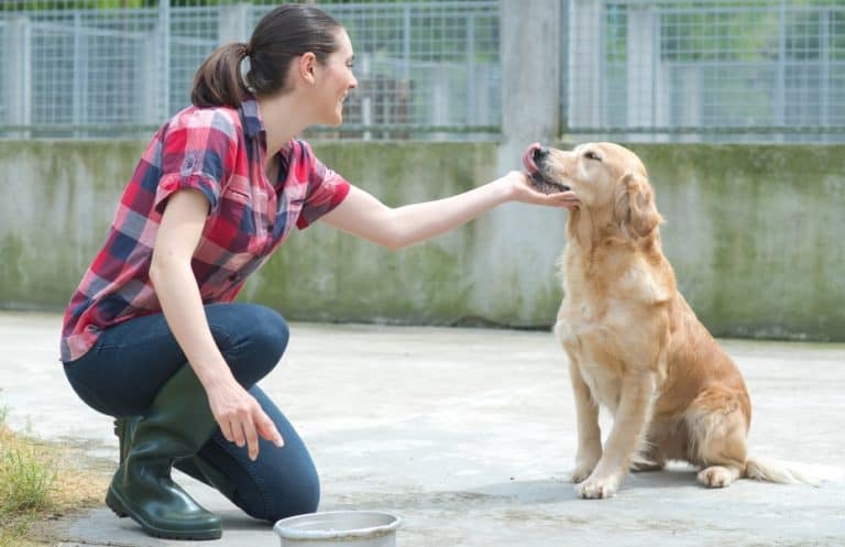 Kennels VS Pet Sitting For Your Dog