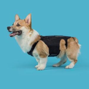 Ivdd Back Bracer For Dogs Invertebral Disc Disease Dachshund Kvp 360X