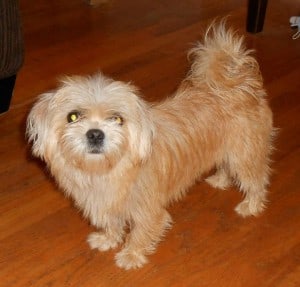 What’s it like Raising Morkies?