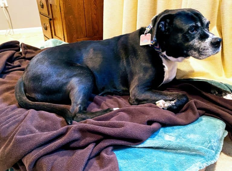 PRODUCT REVIEW: Copper-infused Dog Blanket
