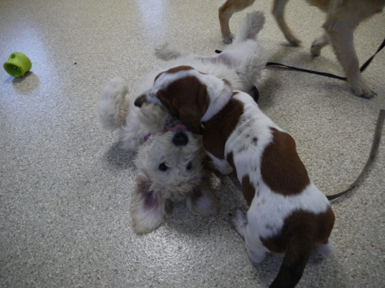 4 Things Every New Puppy Needs