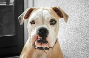 Bulldog 3013251 1920