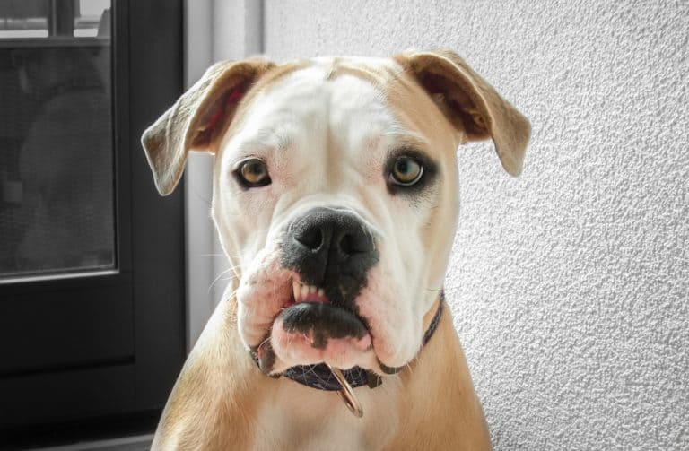 Mental Health of Your Dog: Why is it so Important?