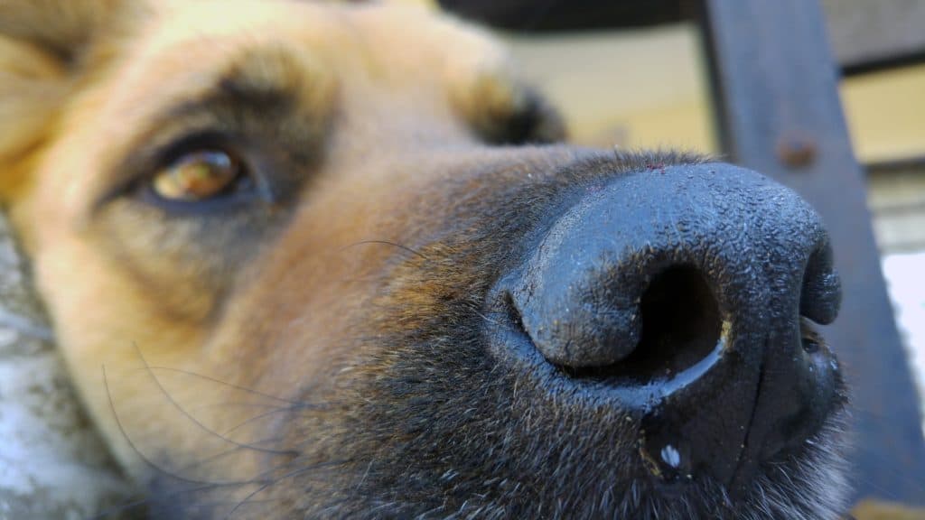 Dog Portrait 1717848 1920