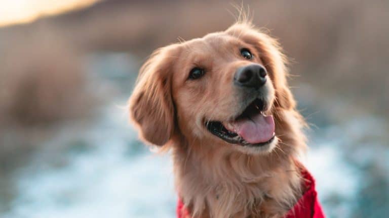 6 Life-lengthening Health Tips For Your Pet