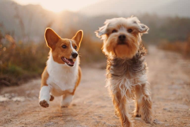 Looking After Your Dog’s Ears