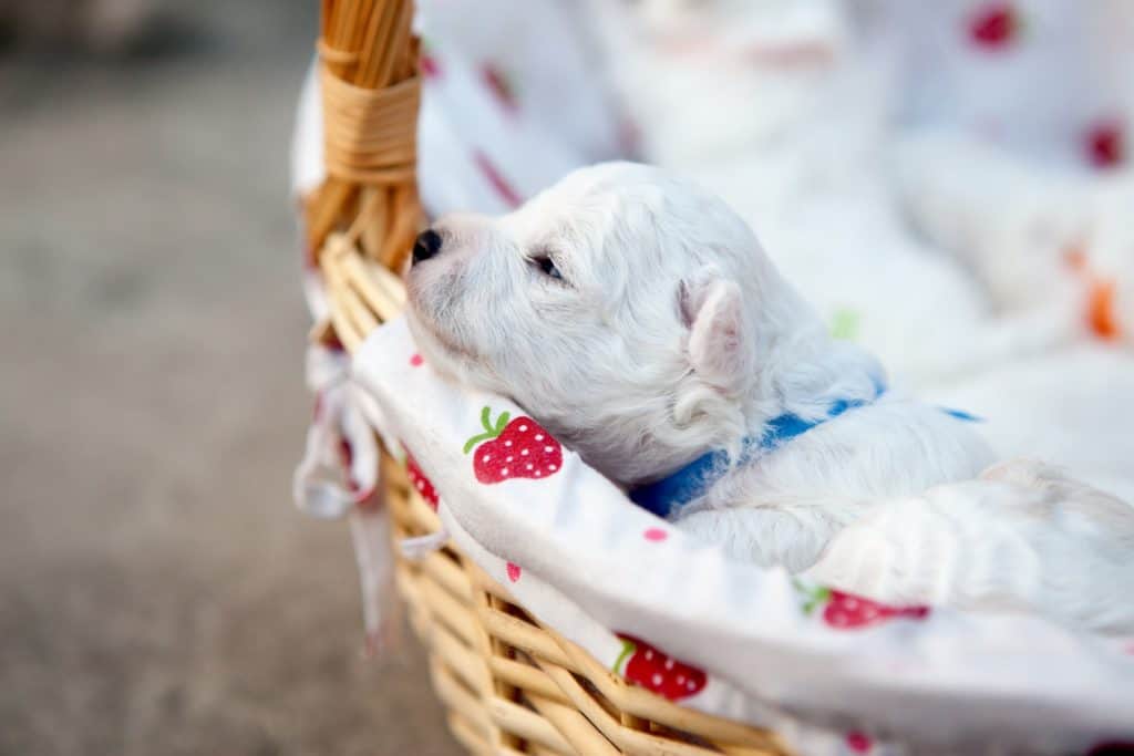 Bichon 1069545 1920