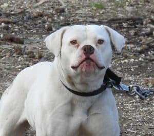Bull Dog 2514731 1920
