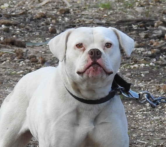 Bull Dog 2514731 1920