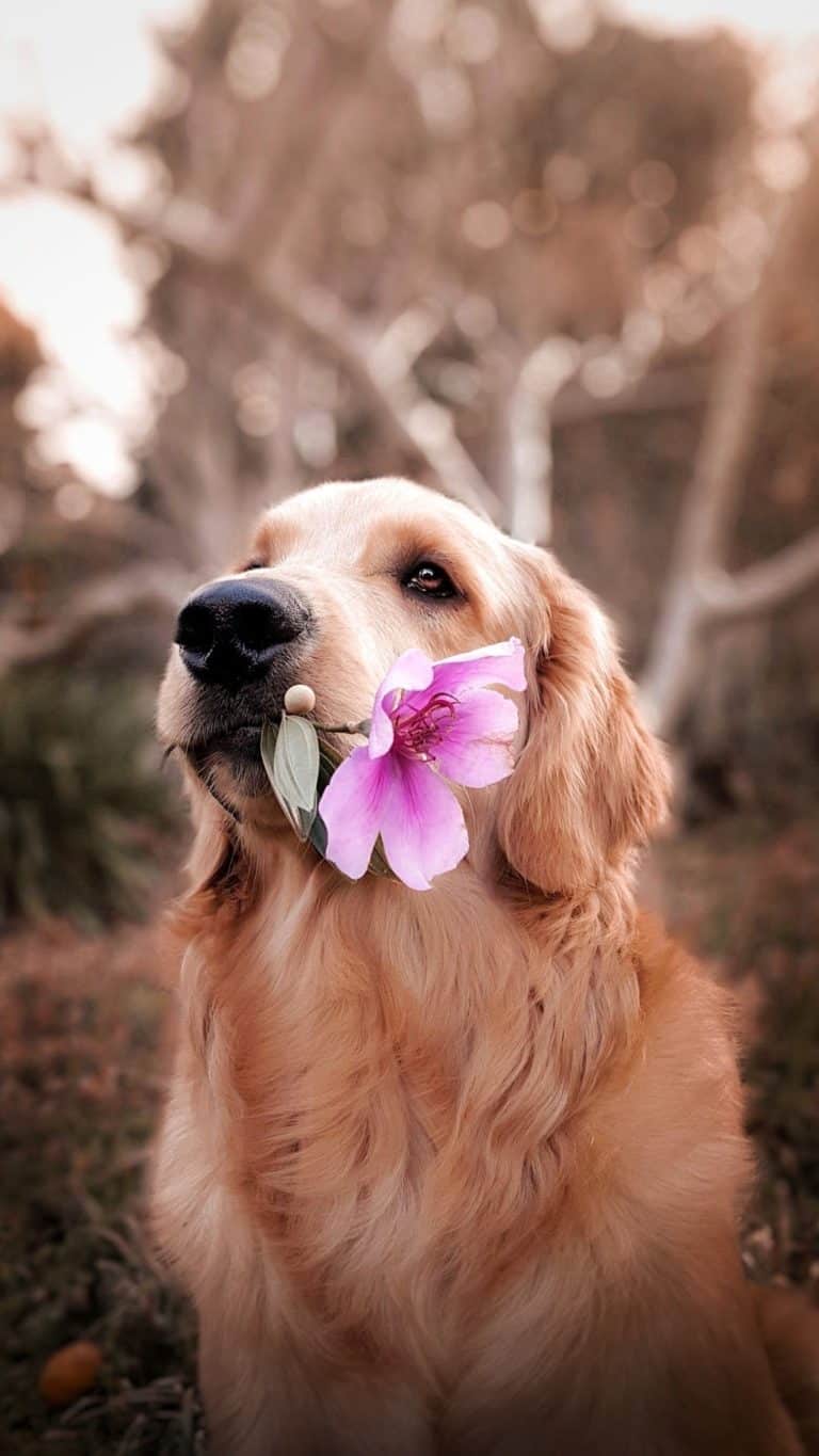 How to Renovate Your Garden to Make It Pet Friendly?