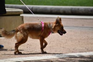 Dog 5268616 1920